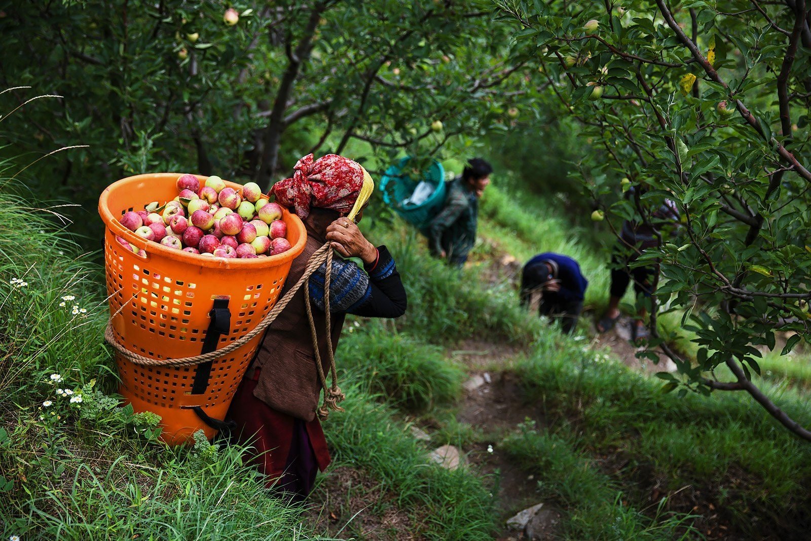 Apple Picking, Shimla district