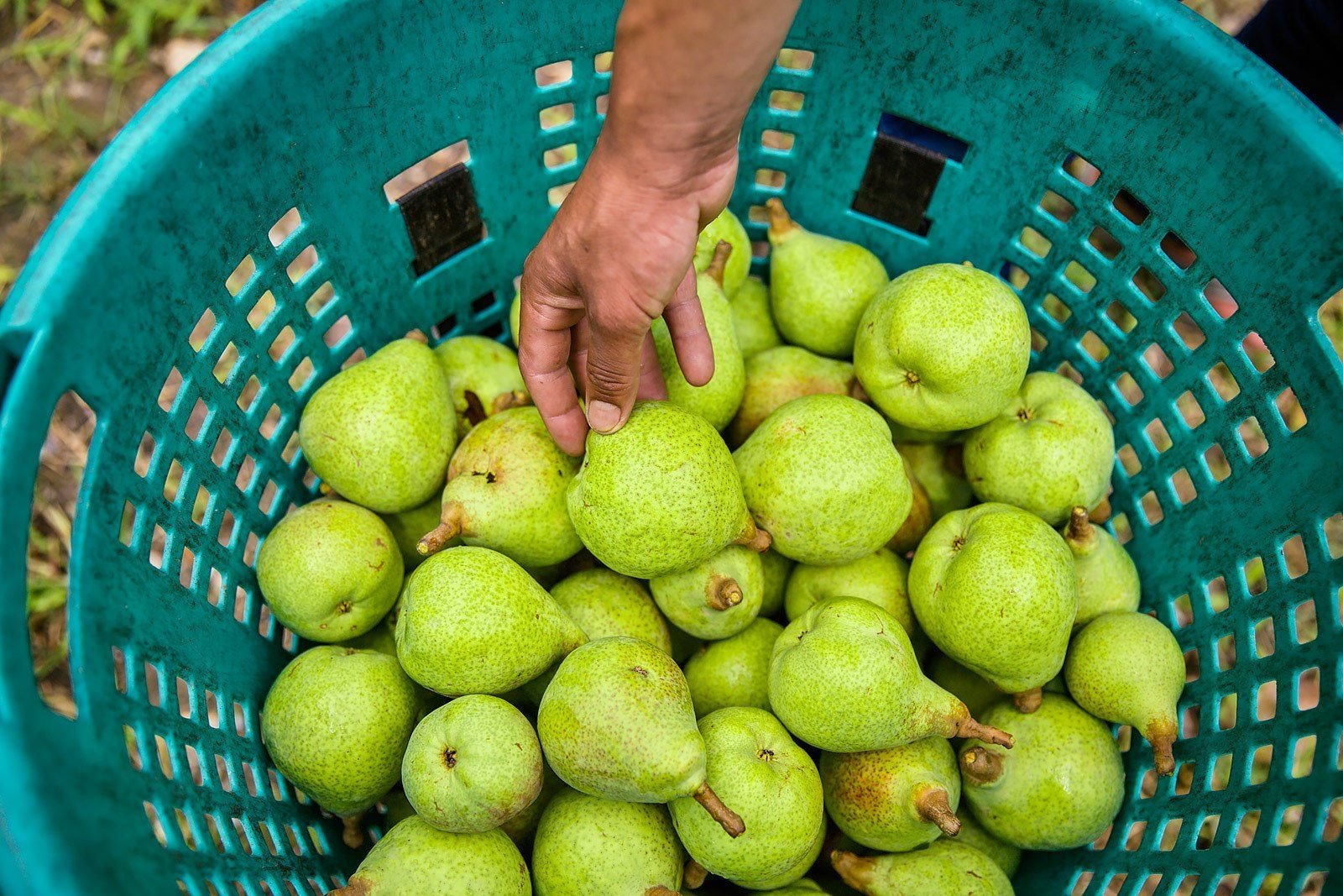 Apple Picking, Shimla district