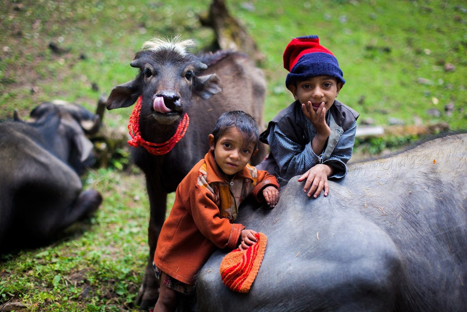 Himalayan Van Gujjar, Himachal Pradesh